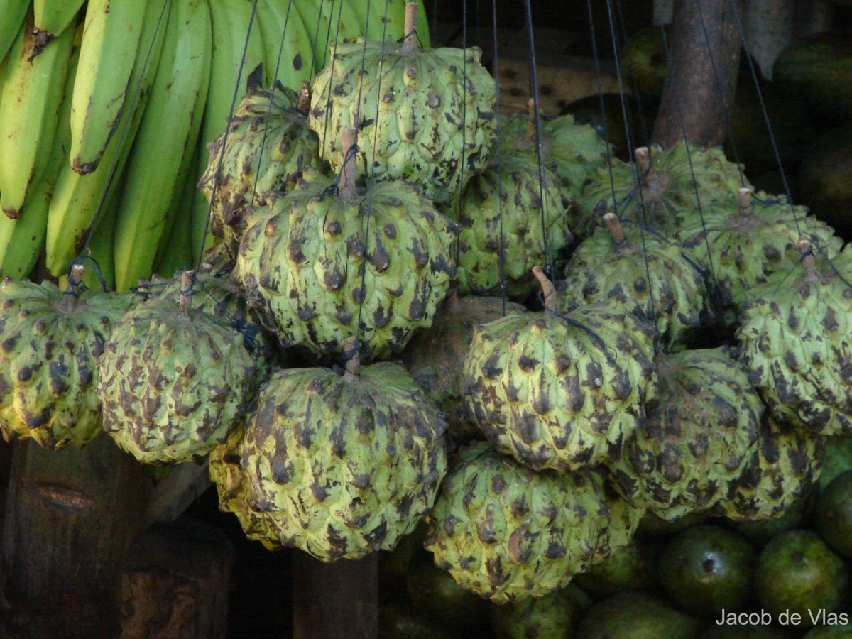 Annona cherimola Mill.